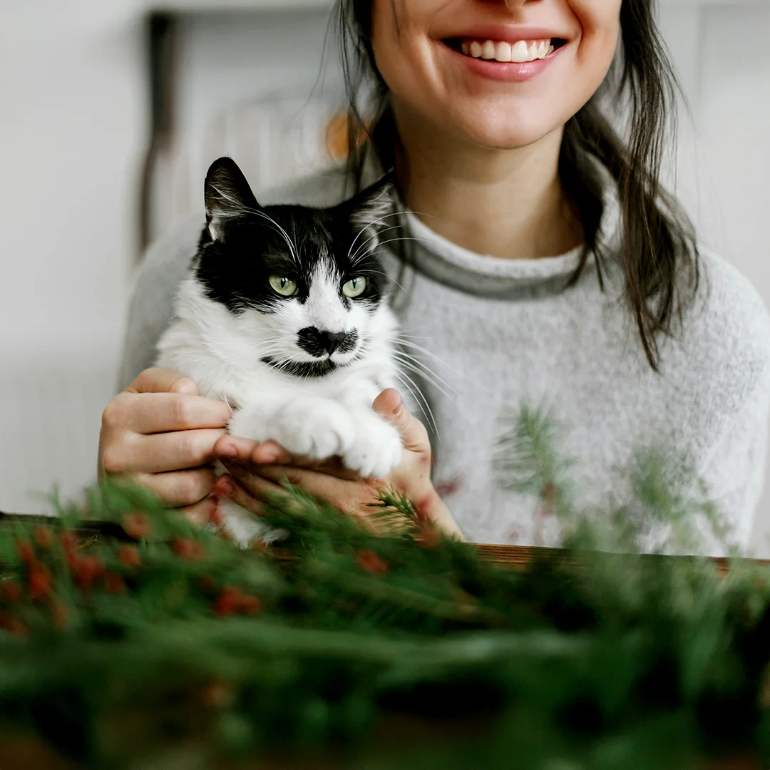 Person gently holding a black and white cat with green eyes at a table decorated with pine branches and berries.