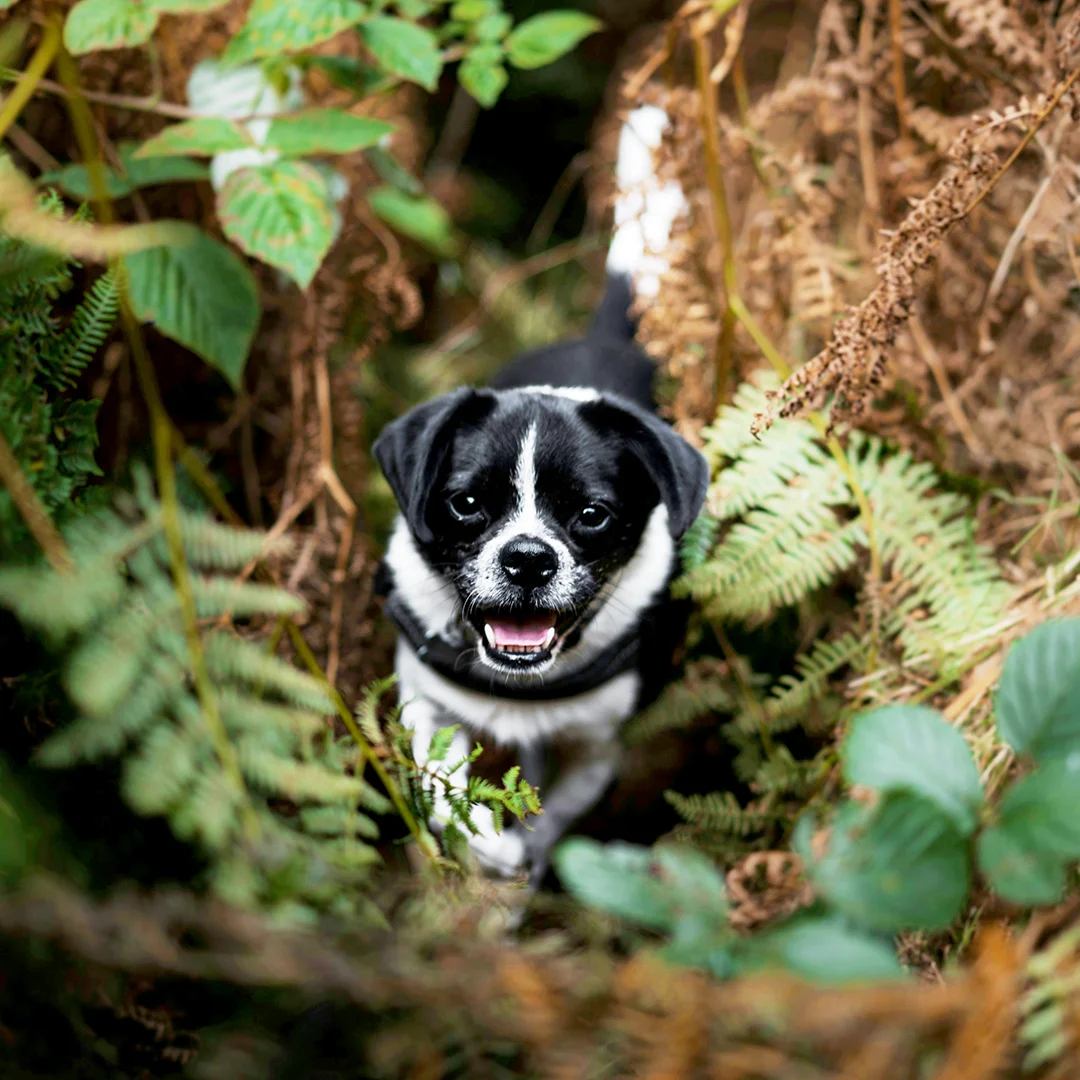 Smiling black and white puppy walking through dense ferns and foliage on a forest floor.