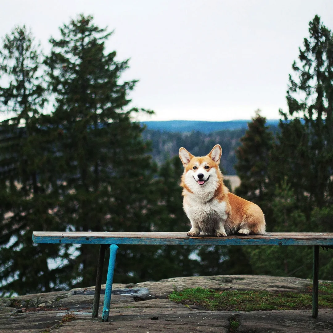 Happy corgi sitting on a rustic wooden bench with a scenic forest and cloudy sky in the background.