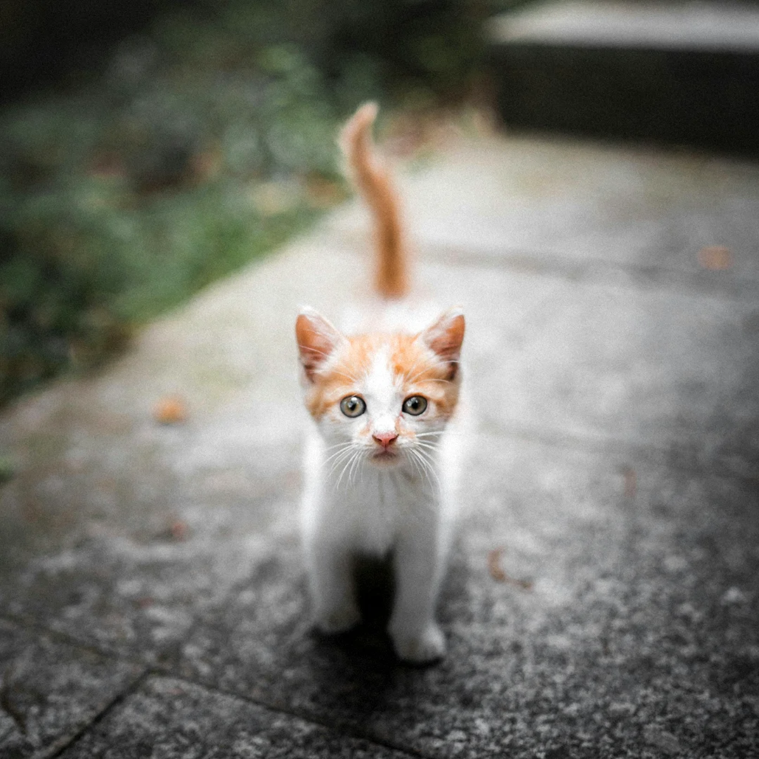 Small orange and white kitten standing on a stone sidewalk looking directly at the camera.