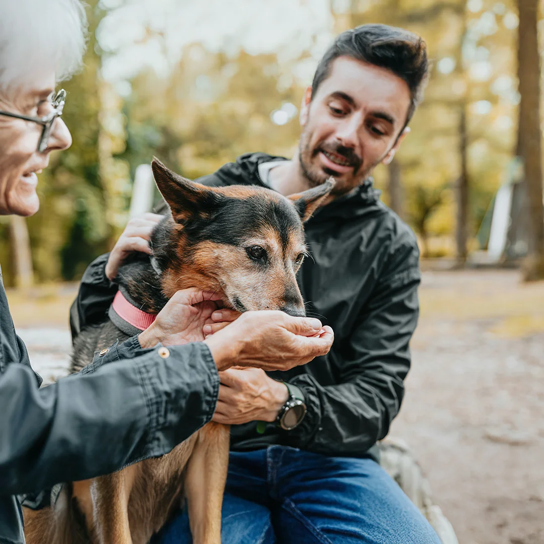 Close-up of a senior dog being gently given something from a person’s hand while another person supports the dog outdoors.